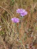 Centaurea abbreviata