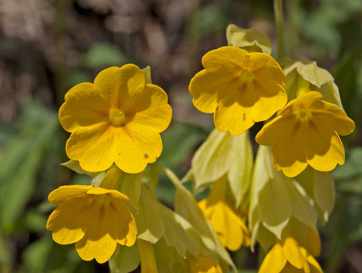 Image of Primula macrocalyx specimen.