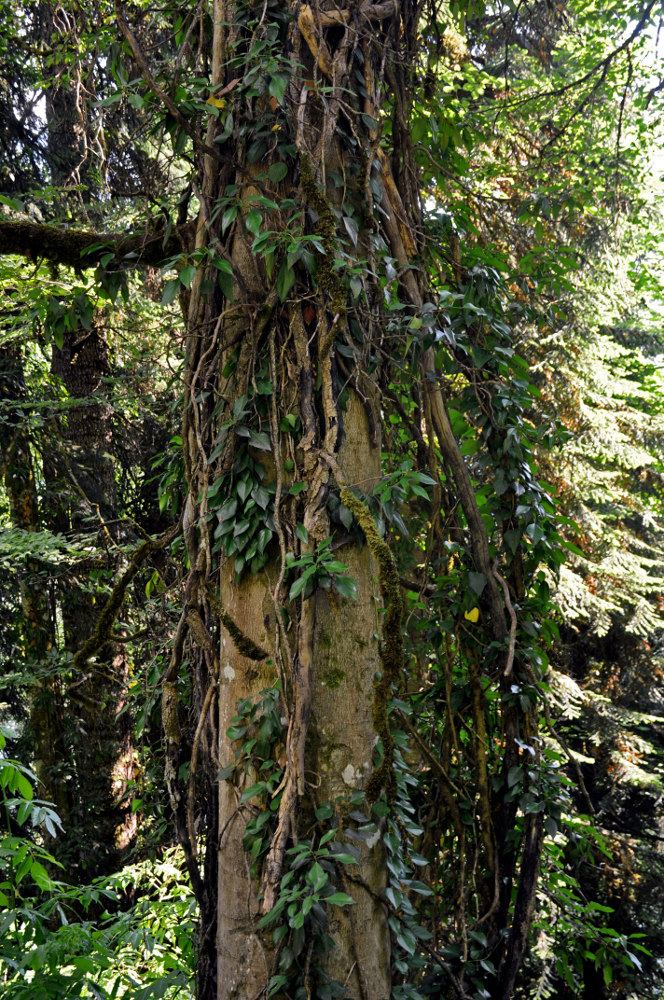 Image of Hedera colchica specimen.