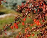 Berberis thunbergii