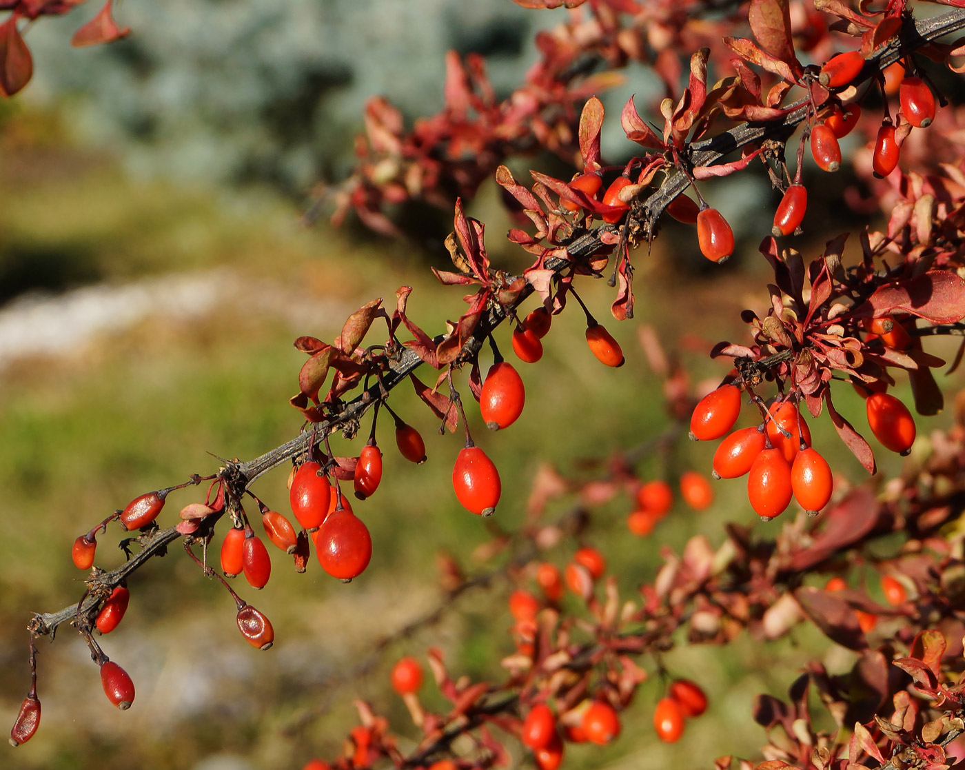 Изображение особи Berberis thunbergii.