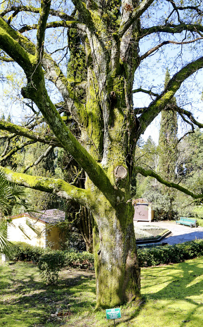 Image of Quercus iberica specimen.