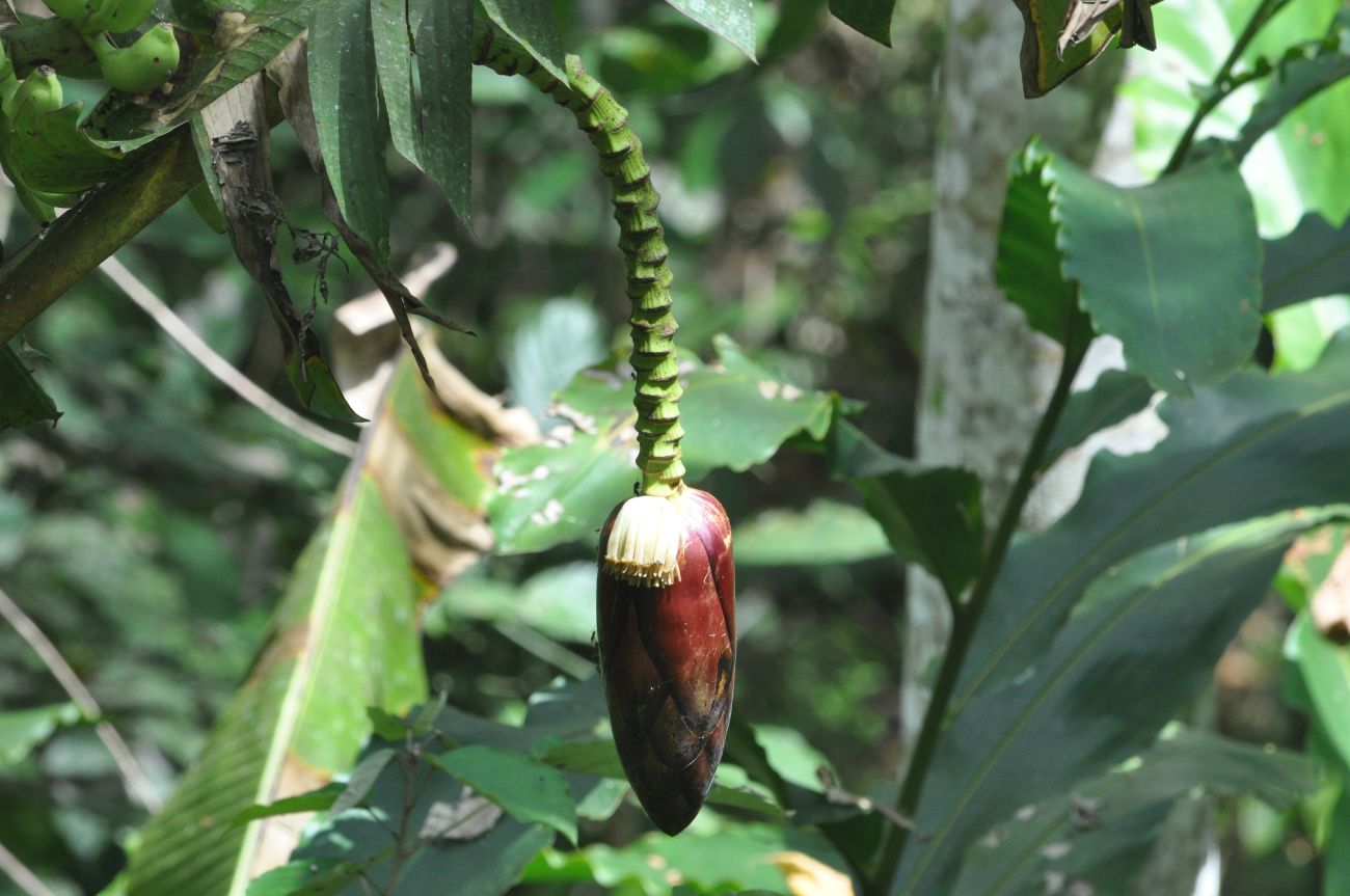 Image of genus Musa specimen.