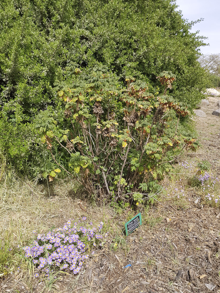 Image of Melianthus comosus specimen.