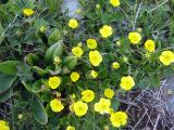 Ranunculus alberti