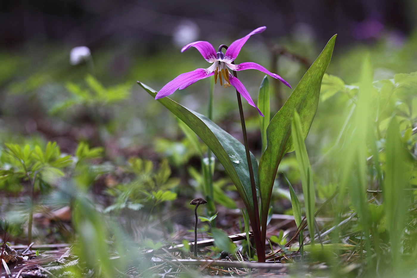 Изображение особи Erythronium sibiricum.