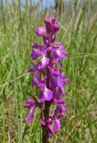 Anacamptis laxiflora subspecies elegans. Соцветие. Крым, Керченский п-ов, побережье Казантипского залива в окр. с. Песочное, заболоченные пески. 22 мая 2018 г.