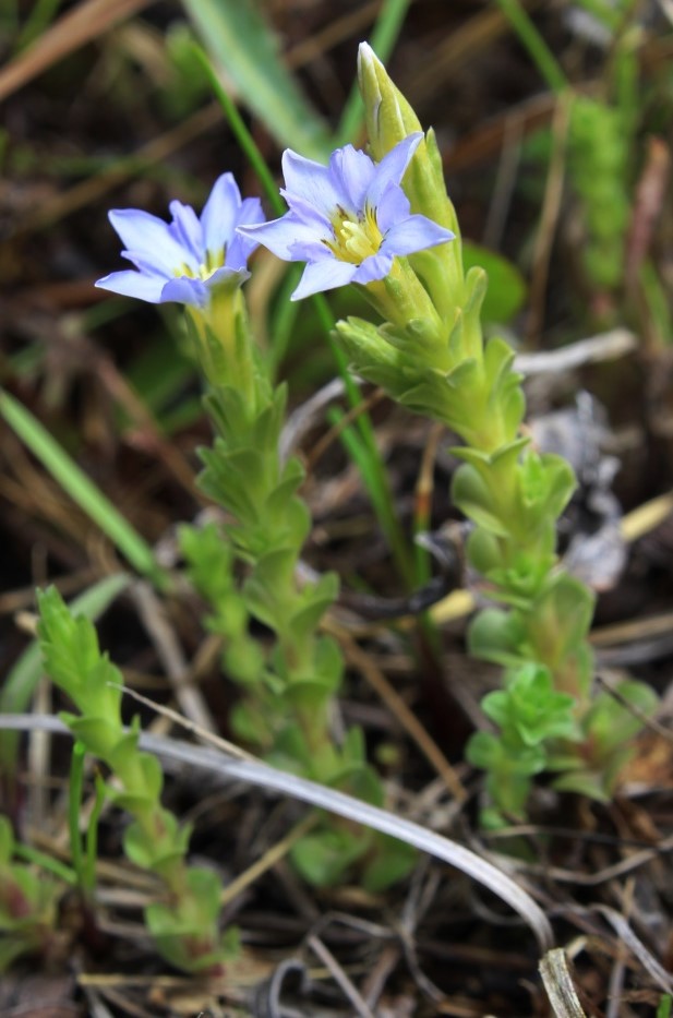 Изображение особи Gentiana riparia.