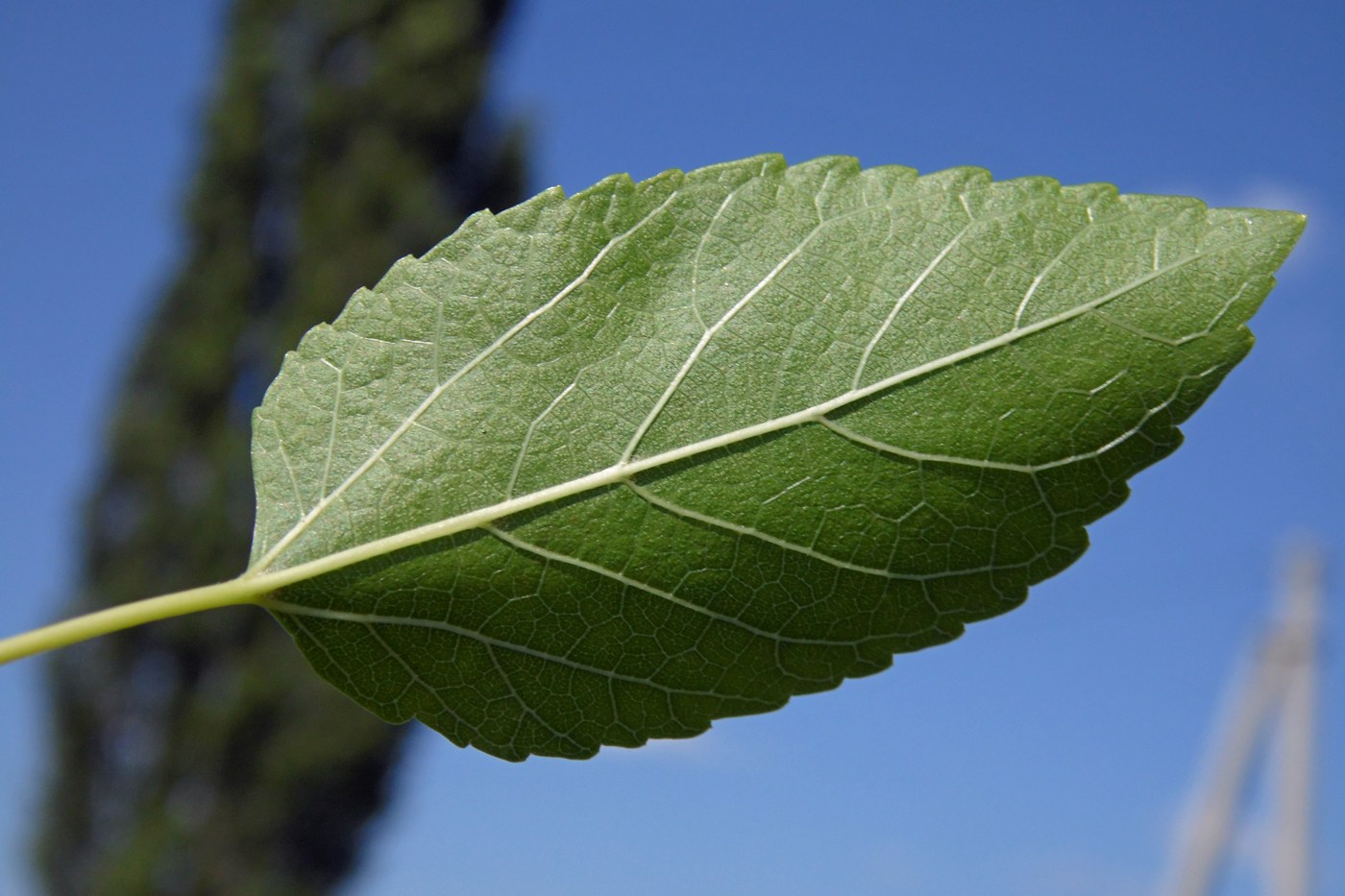 Изображение особи Morus alba.