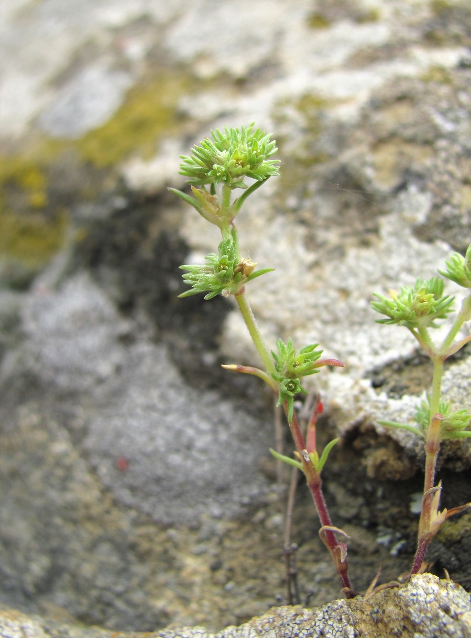 Изображение особи Scleranthus annuus.