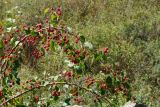 Malus &times; robusta