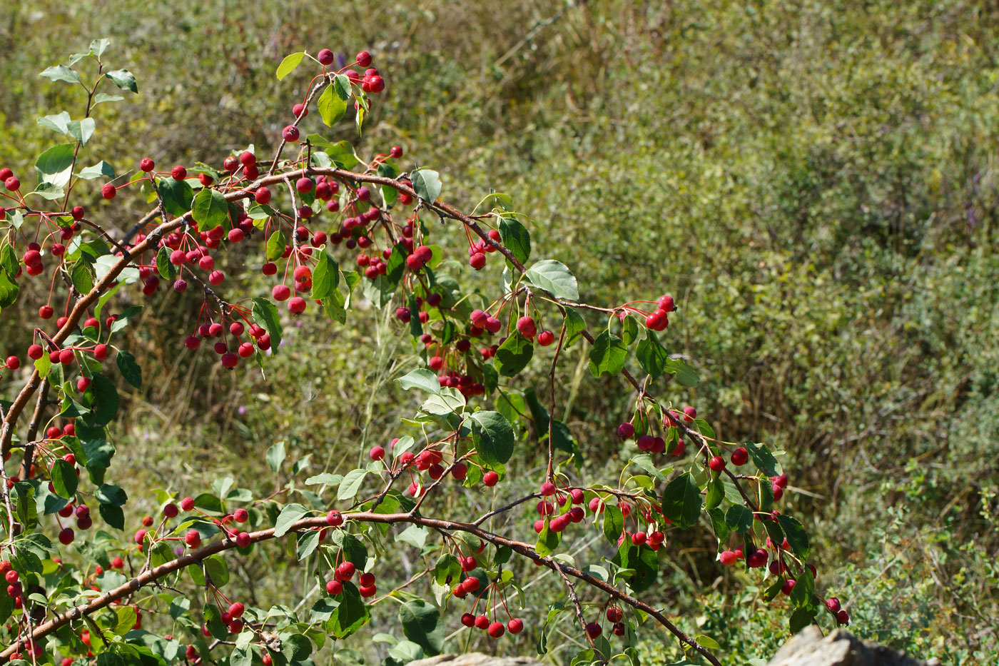 Изображение особи Malus &times; robusta.