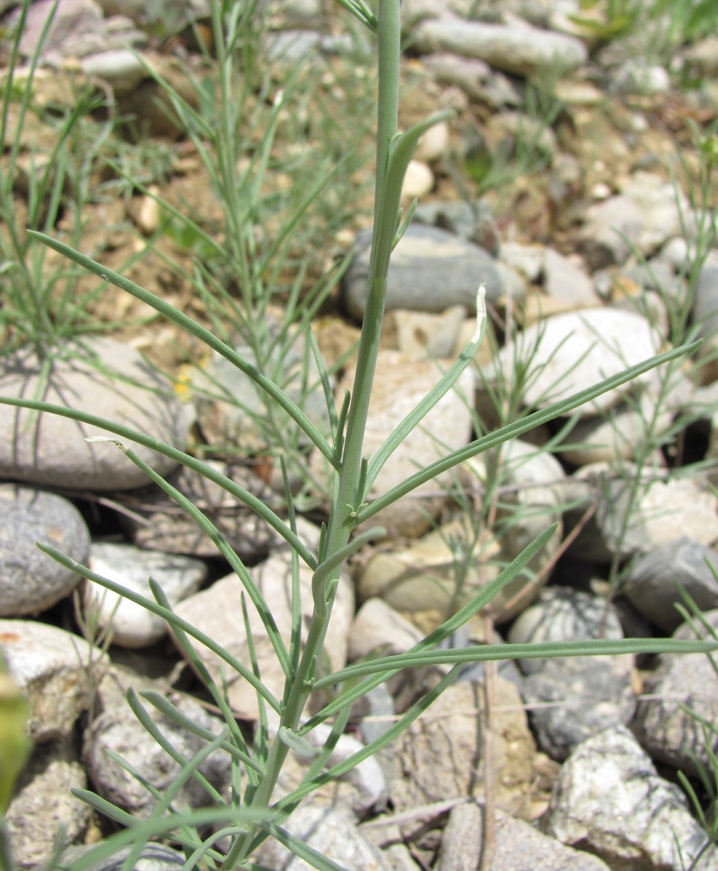 Image of Linaria incompleta specimen.