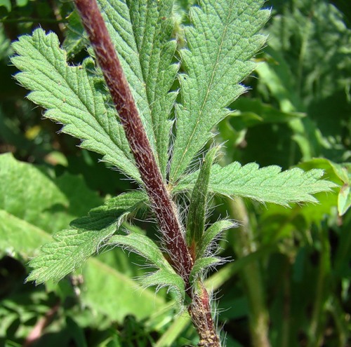 Изображение особи Potentilla pedata.