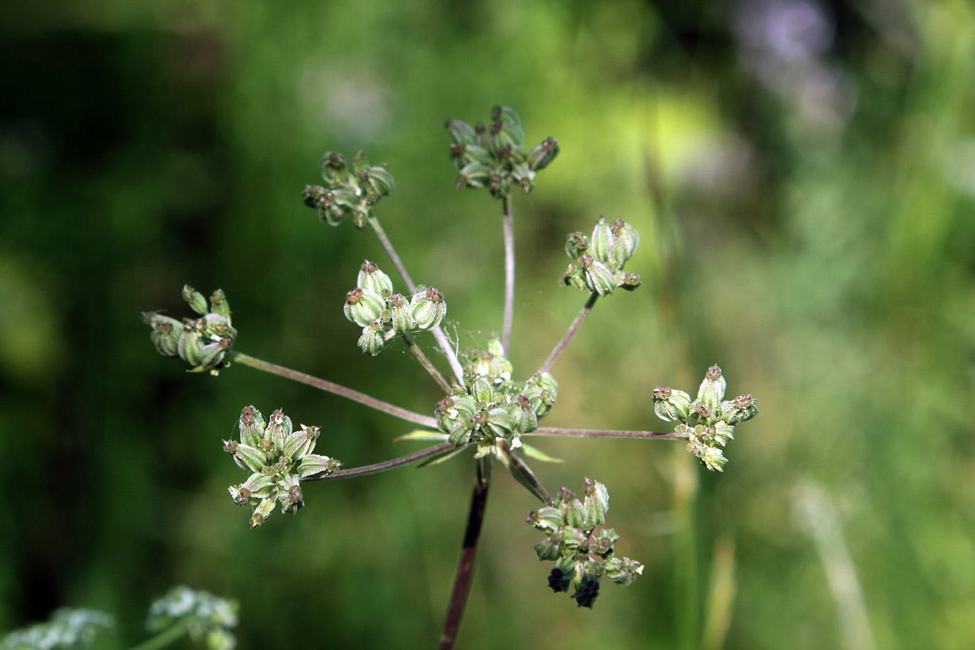 Изображение особи Aulacospermum simplex.