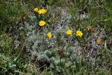 Anthemis marschalliana ssp. pectinata
