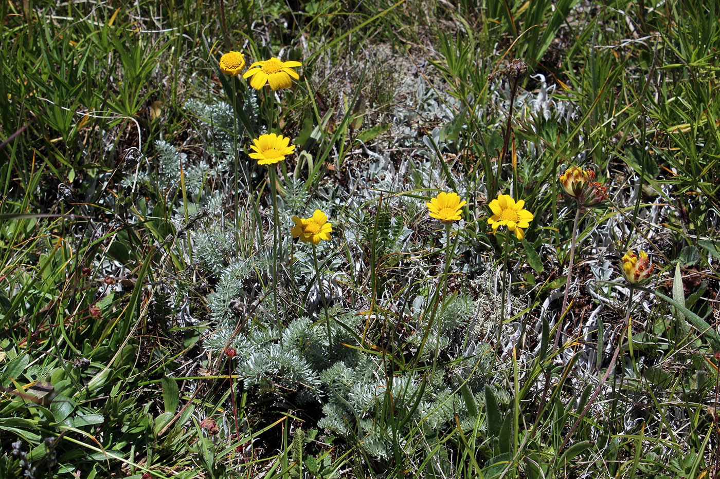 Image of Anthemis marschalliana ssp. pectinata specimen.