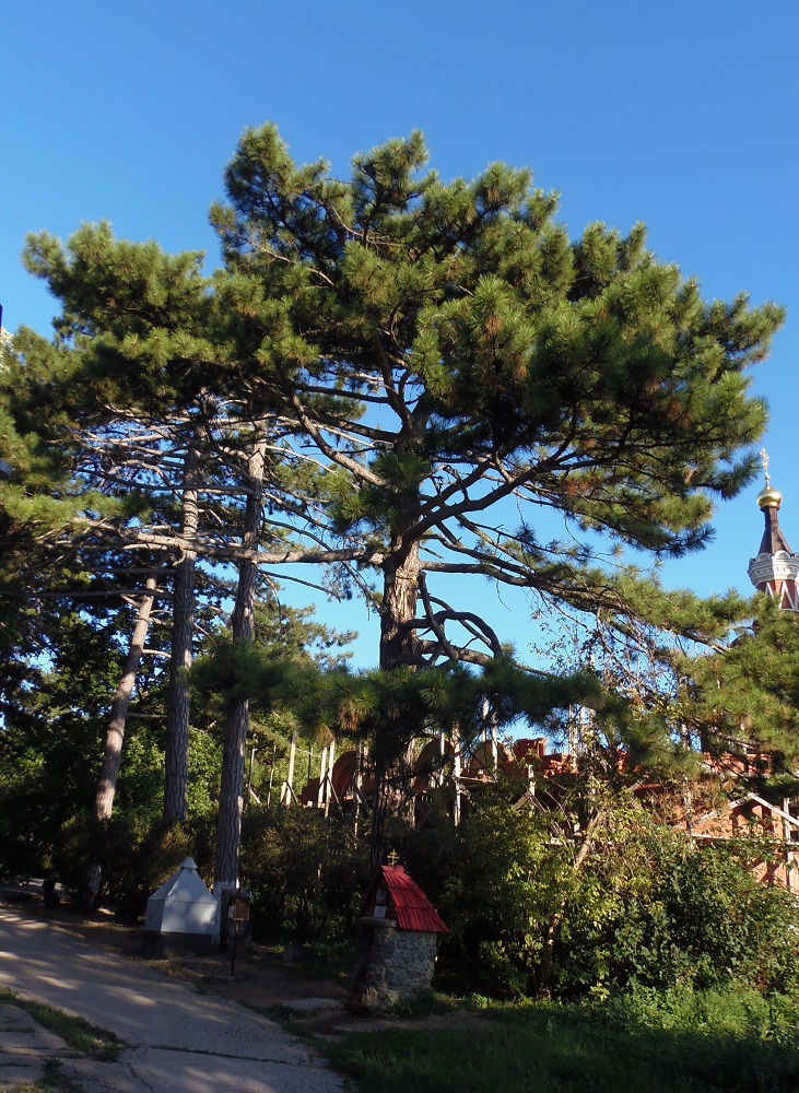 Image of Pinus pallasiana specimen.