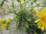 Hieracium umbellatum разновидность dunale. Побеги с развивающимися и распускающимися соцветиями. Калининградская обл., г. Балтийск, городской пляж. 11 августа 2018 г.