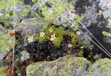 Saxifraga exarata
