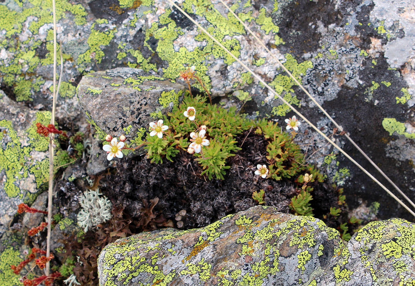 Изображение особи Saxifraga exarata.