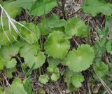 Saxifraga repanda