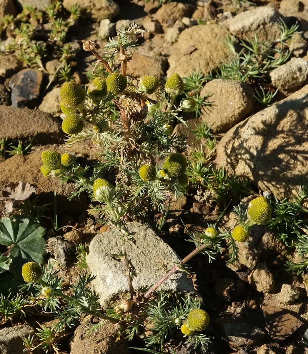 Image of Matricaria discoidea specimen.