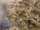 Eupatorium maculatum