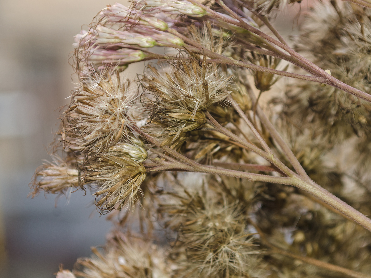 Изображение особи Eupatorium maculatum.