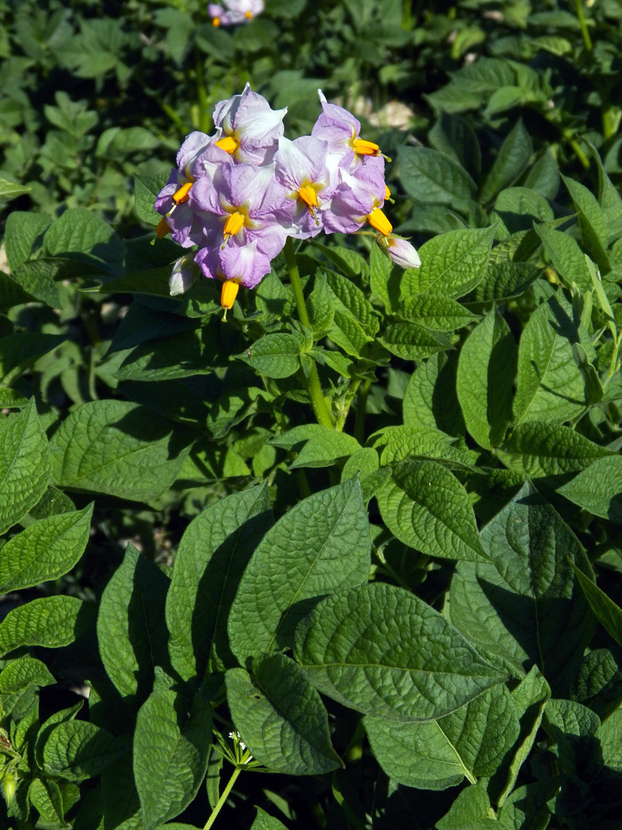 Изображение особи Solanum tuberosum.