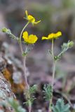 genus Potentilla