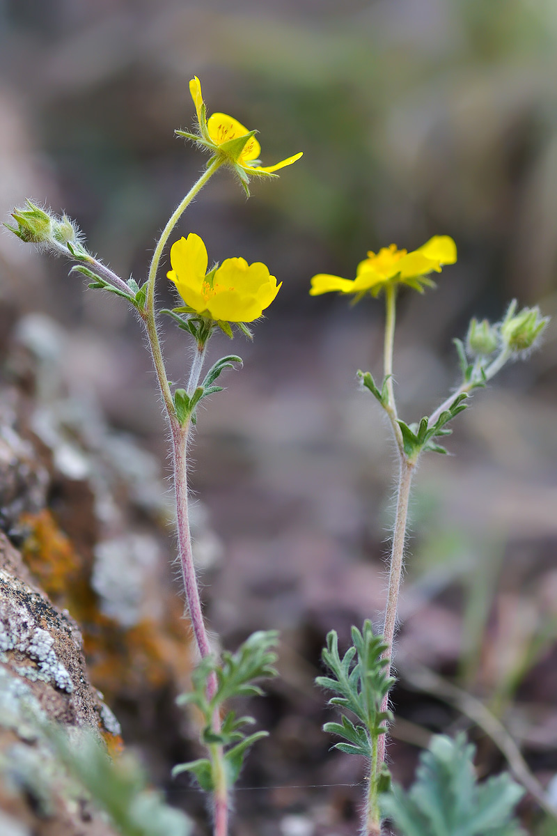 Изображение особи род Potentilla.