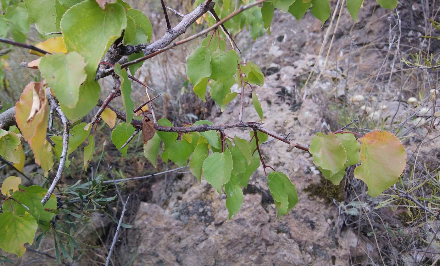 Image of Armeniaca vulgaris specimen.