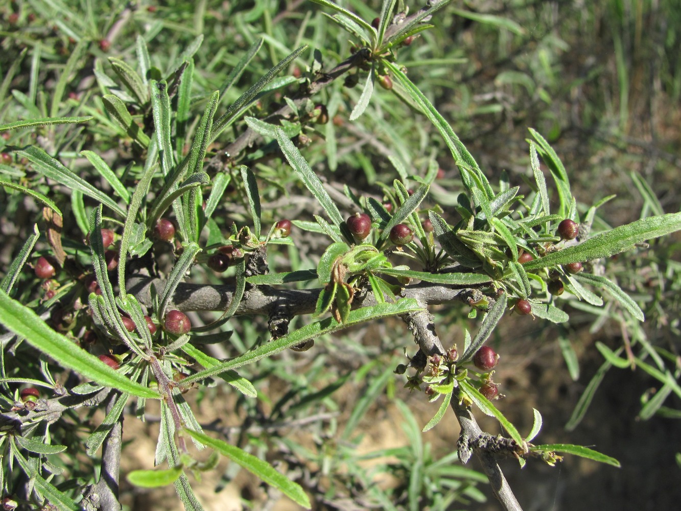 Image of Rhamnus erythroxyloides specimen.