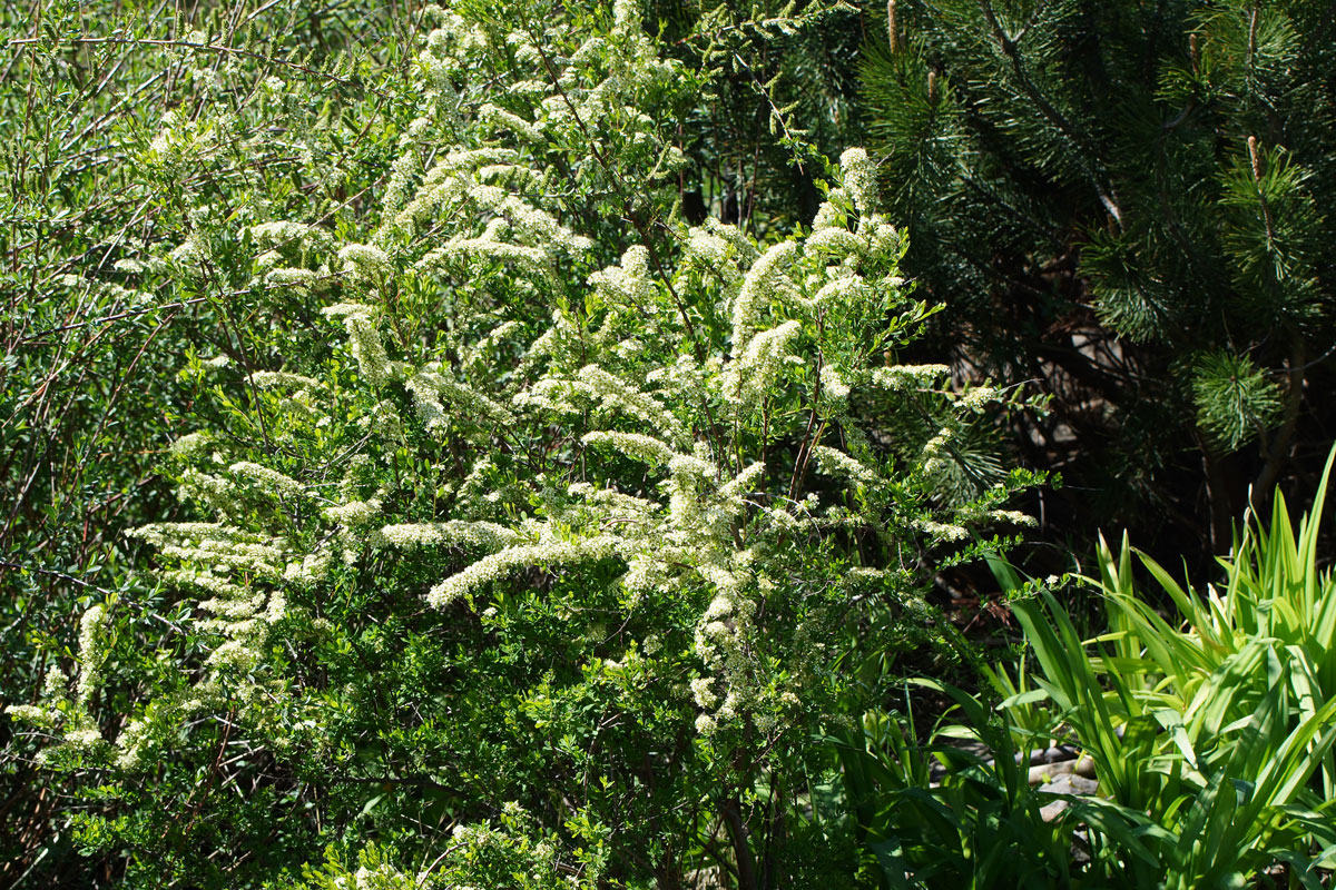 Image of Spiraea hypericifolia specimen.