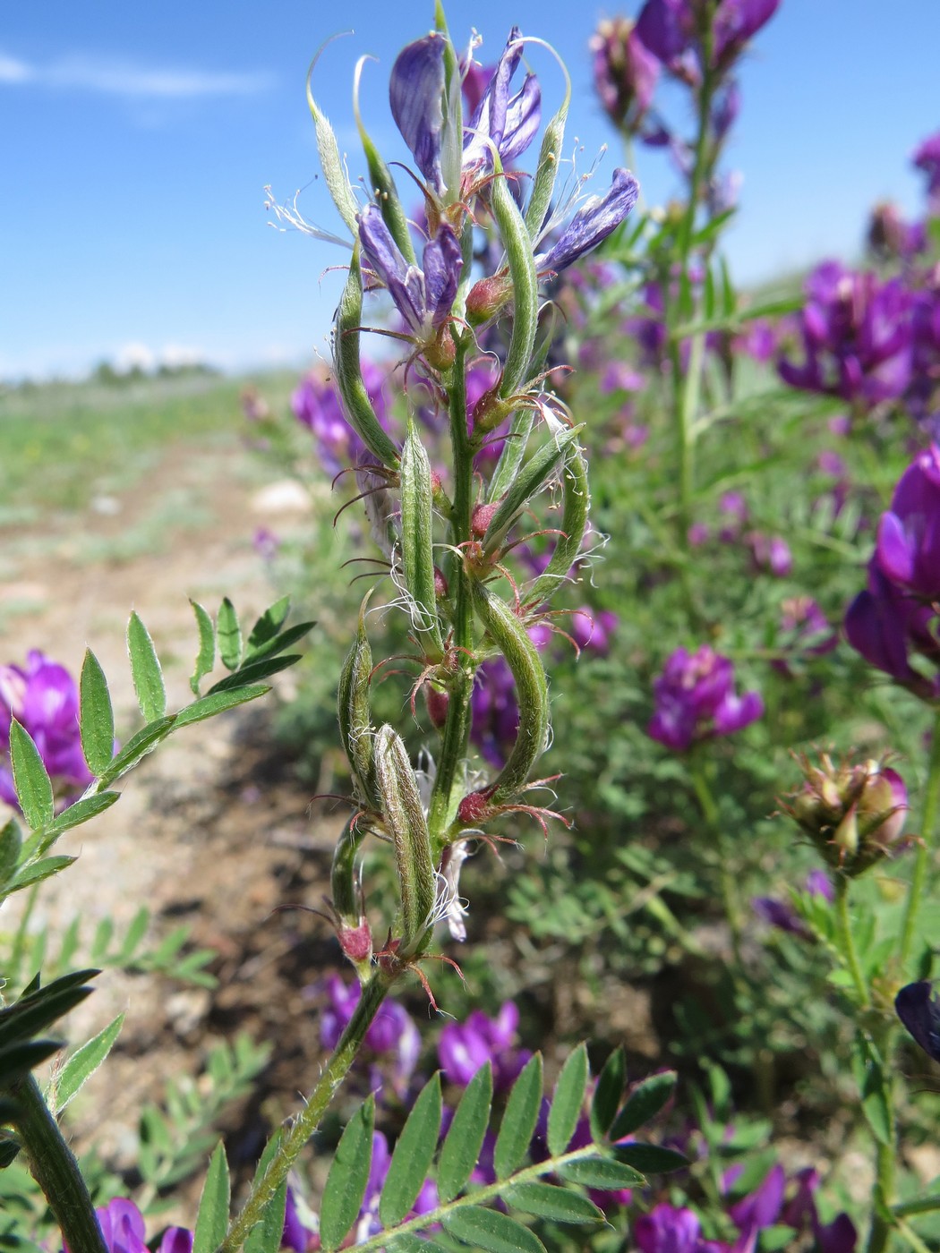 Изображение особи Astragalus davuricus.