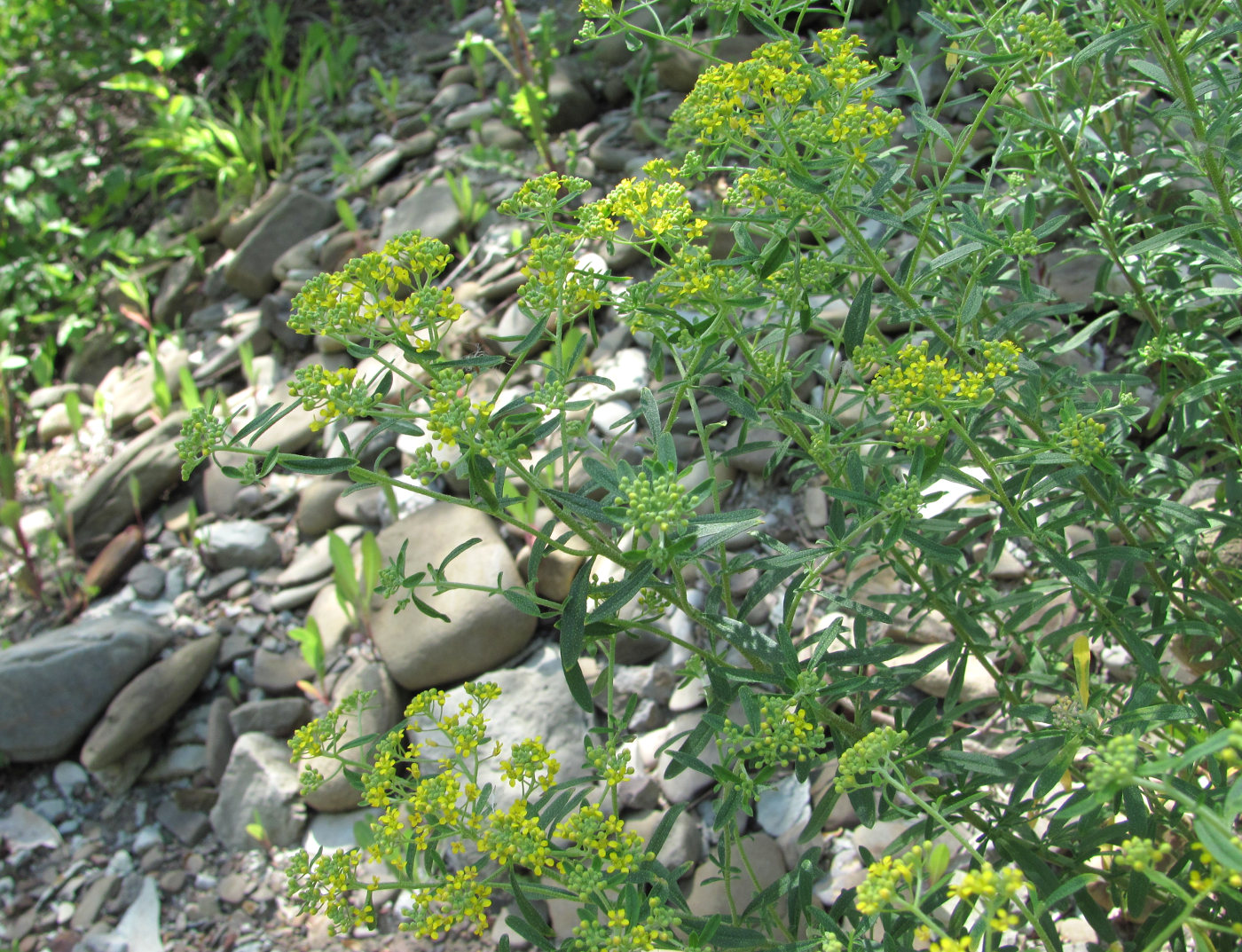 Image of Odontarrhena muralis specimen.