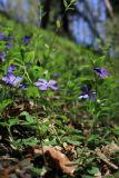 Vinca pubescens