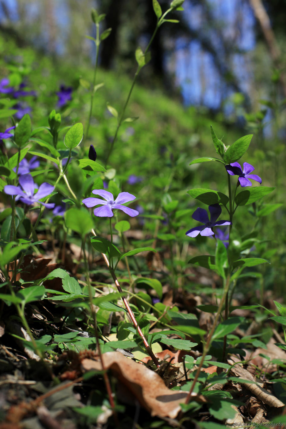 Image of Vinca pubescens specimen.