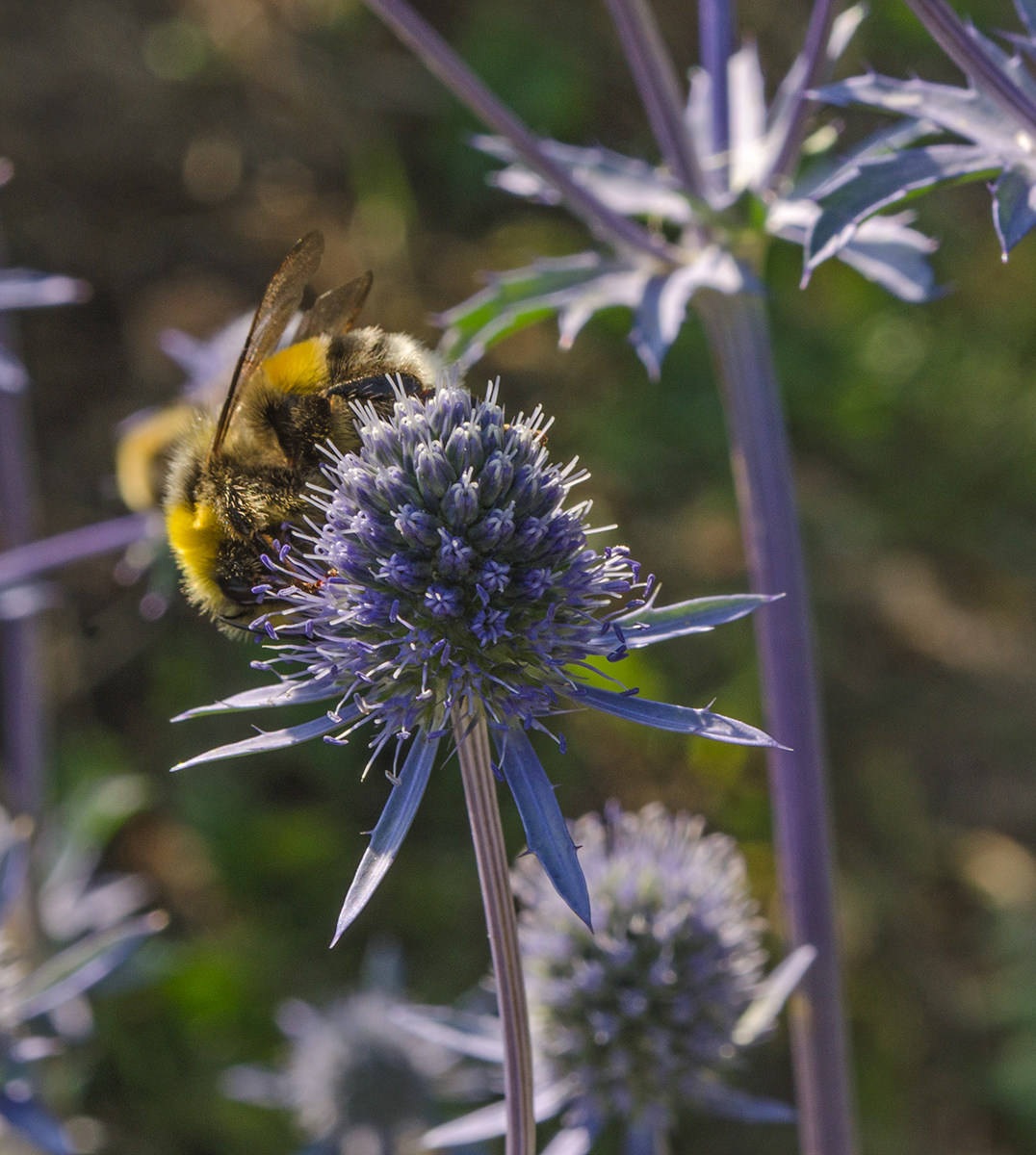 Image of Eryngium planum specimen.