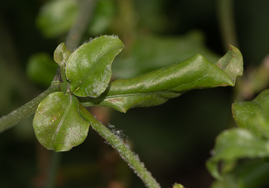 Изображение особи Plumbago zeylanica.