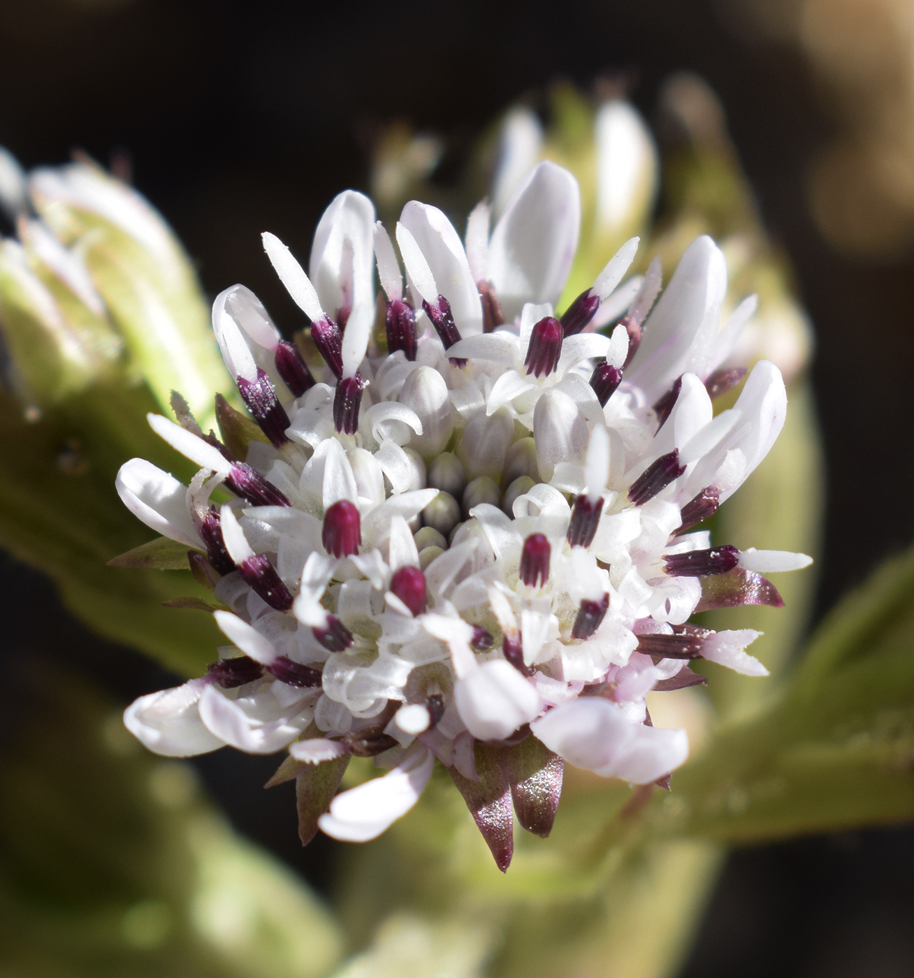 Изображение особи Petasites pyrenaicus.