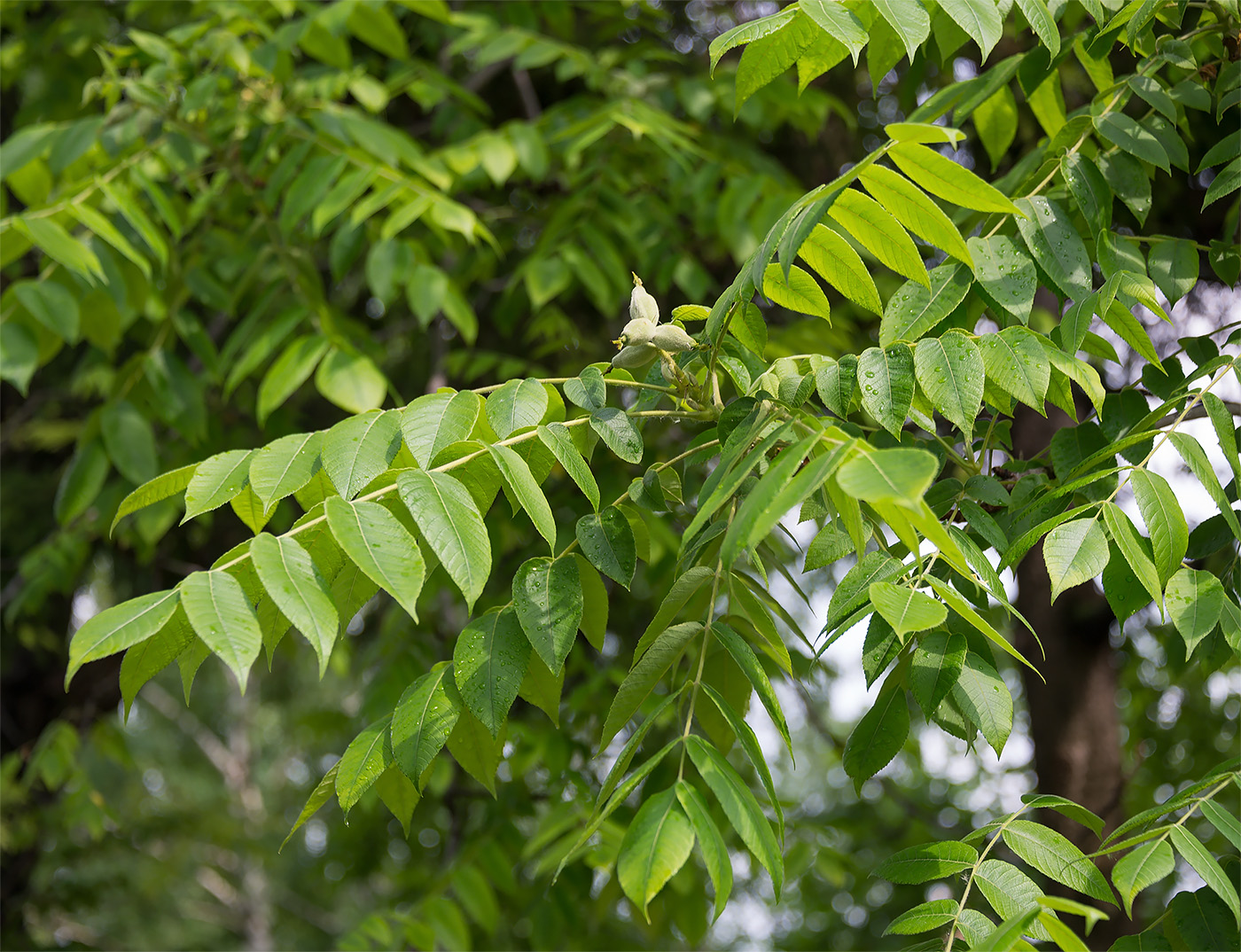 Изображение особи Juglans cinerea.