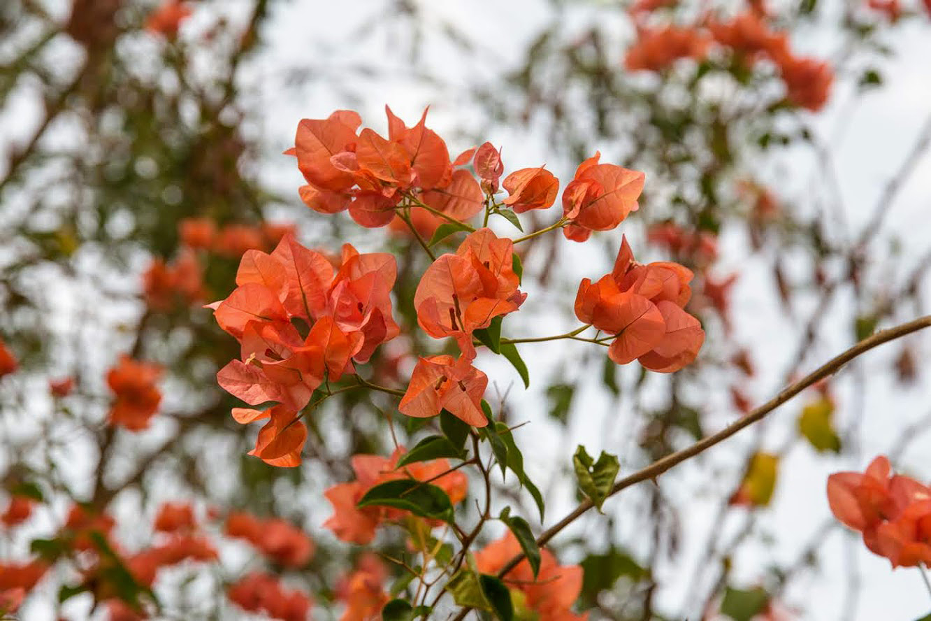 Изображение особи род Bougainvillea.