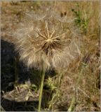 Tragopogon pratensis. Верхушка плодоносящего растения. Чувашия, окр. г. Шумерля, лесной массив \"Торф\". 25 июня 2010 г.