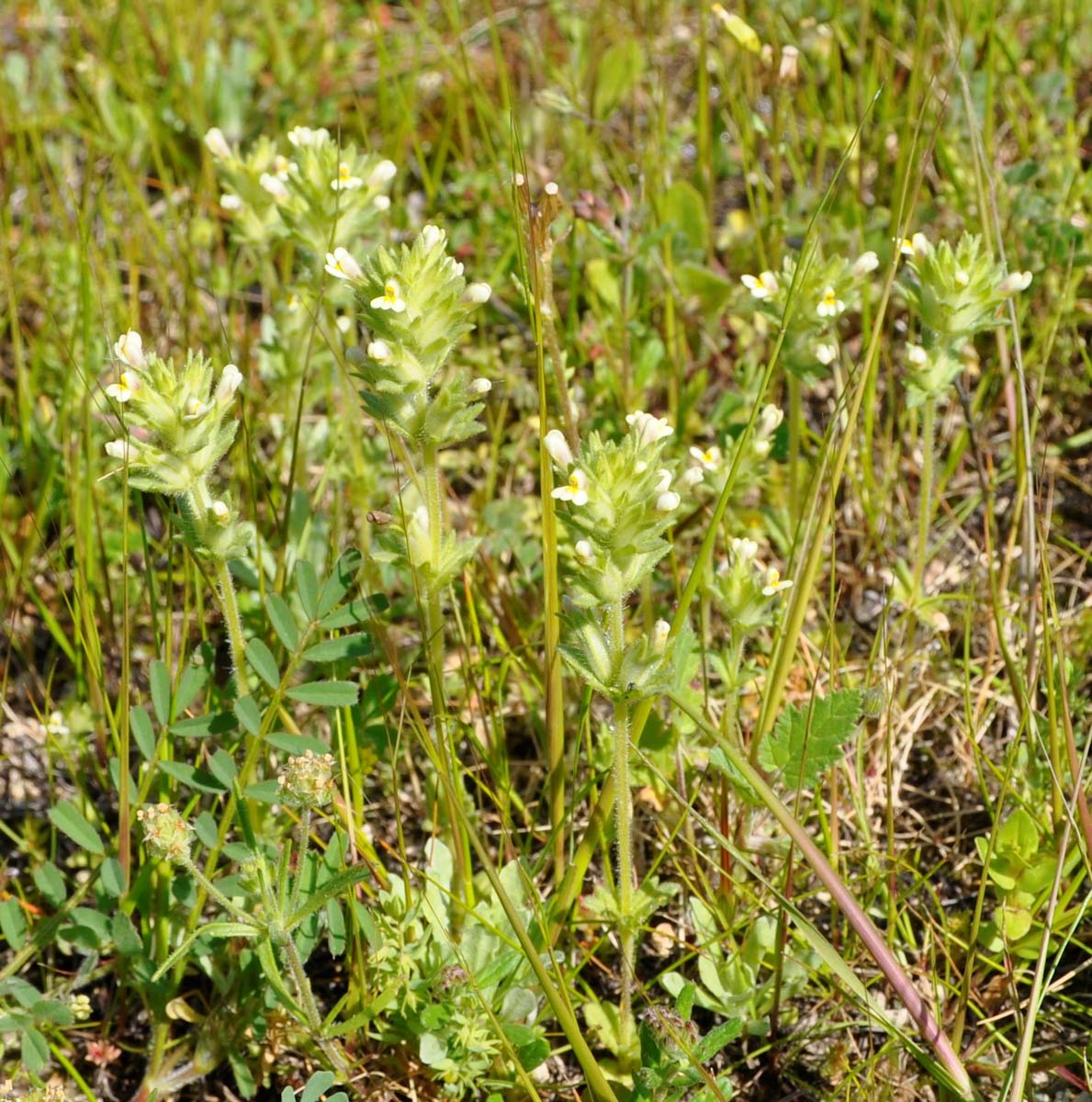 Изображение особи Parentucellia latifolia.