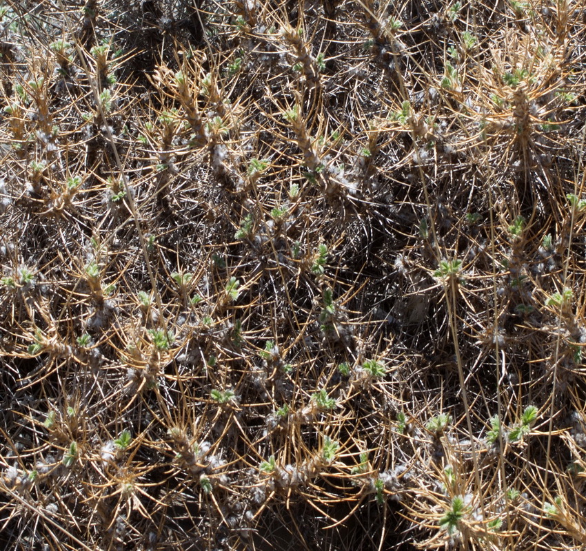 Изображение особи Astragalus aureus.