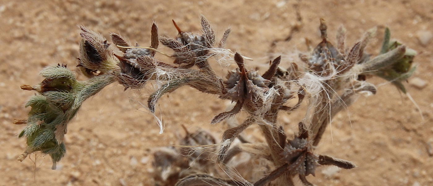 Image of Lappula spinocarpos specimen.