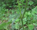 genus Ranunculus
