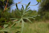 Geranium columbinum